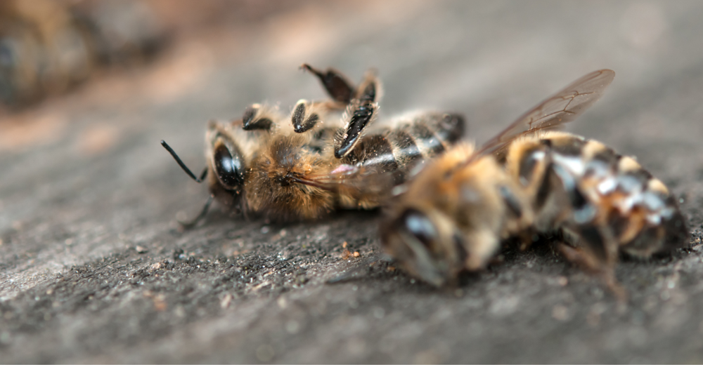 Abeilles mortes devant la ruche